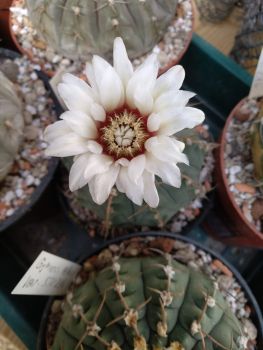 Gymnocalycium vatterii VOS 05-172